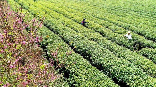 农旅融合赋能乡村振兴 探索畜产品购销贸易新路径