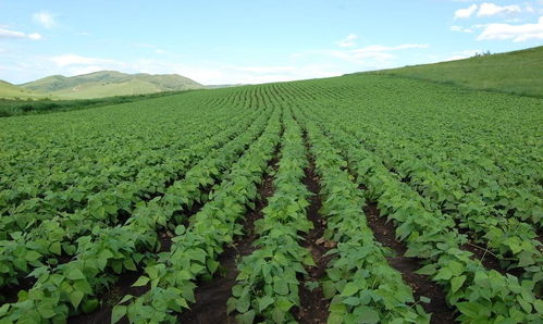 绥农30畜产品购销贸易的现状与发展