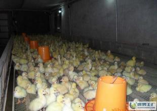 健康7日龄防疫大白鹅 农副产品中的优选品种