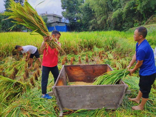 黄平县千名党员干部深入田间地头，全力助农抢秋收保丰收