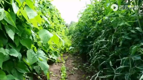 农村农产品 农业发展的核心与农民增收的关键