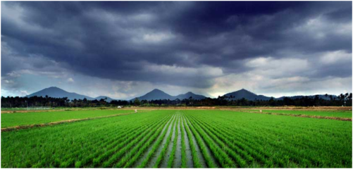 气候变化对稻米产业的影响 挑战与适应
