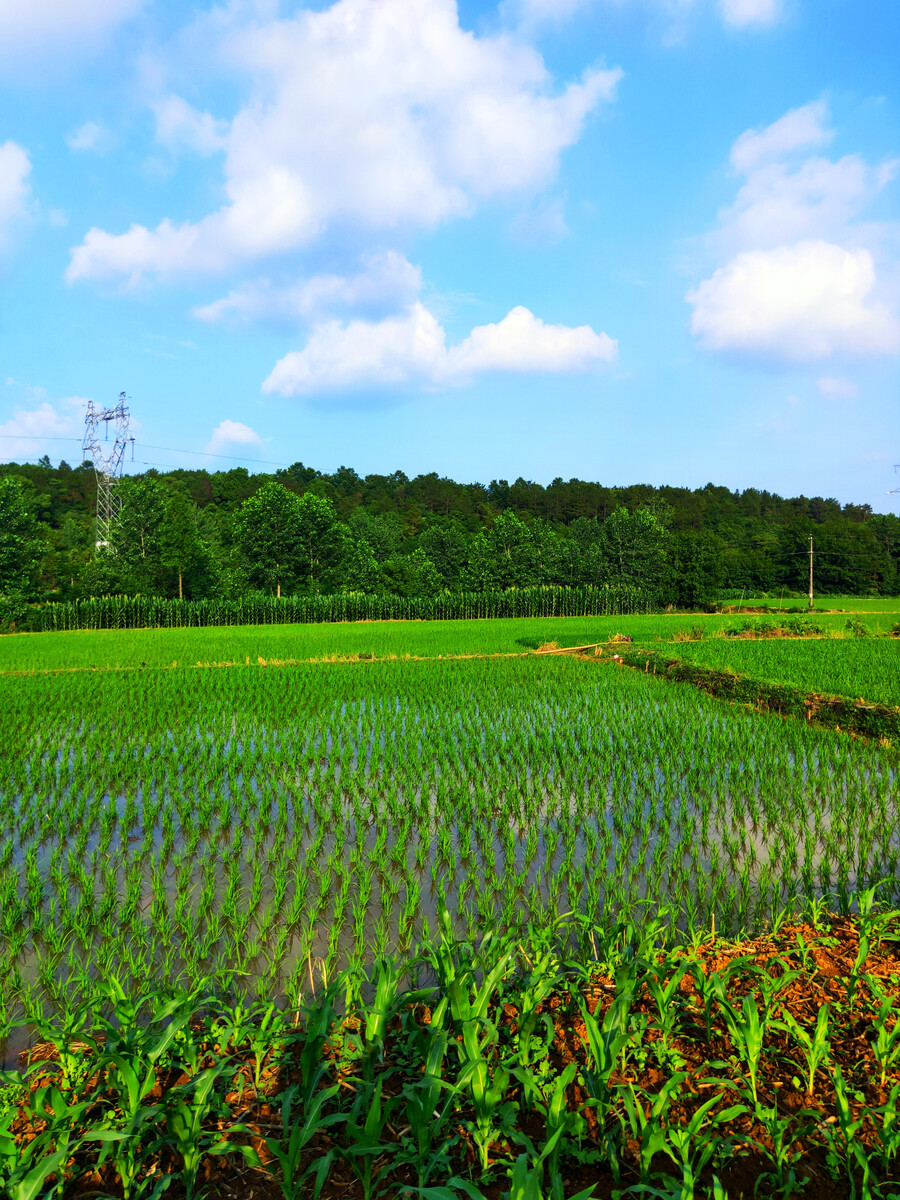 蛙声稻浪里的田园诗