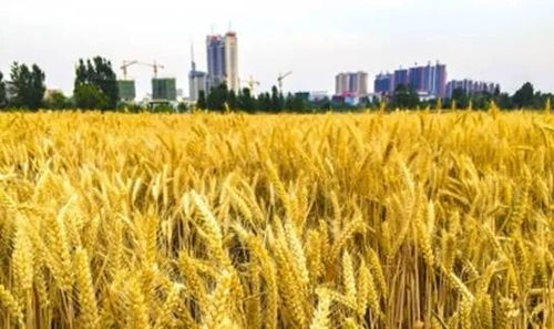 建行枣庄分行 以‘裕农通’业务为支点，奏响乡村振兴金色乐章