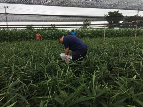 农化明星 大地英雄 这个奖你值得拥有