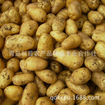 新季优质土豆 产地直供，新鲜营养的餐桌之选
