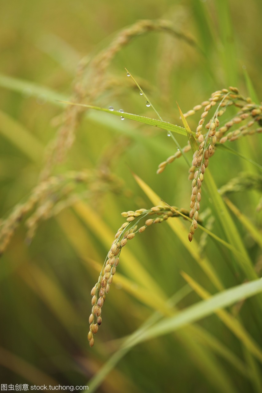 秋日稻田间的水珠诗篇